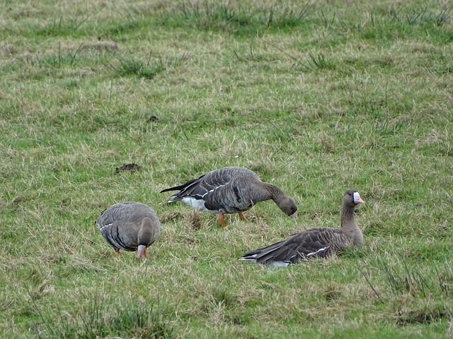 多次帶領球 多次帶領球