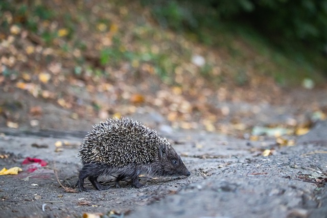 欧洲杯-亚马尔世界波破门 西班牙2-1法国进决赛.